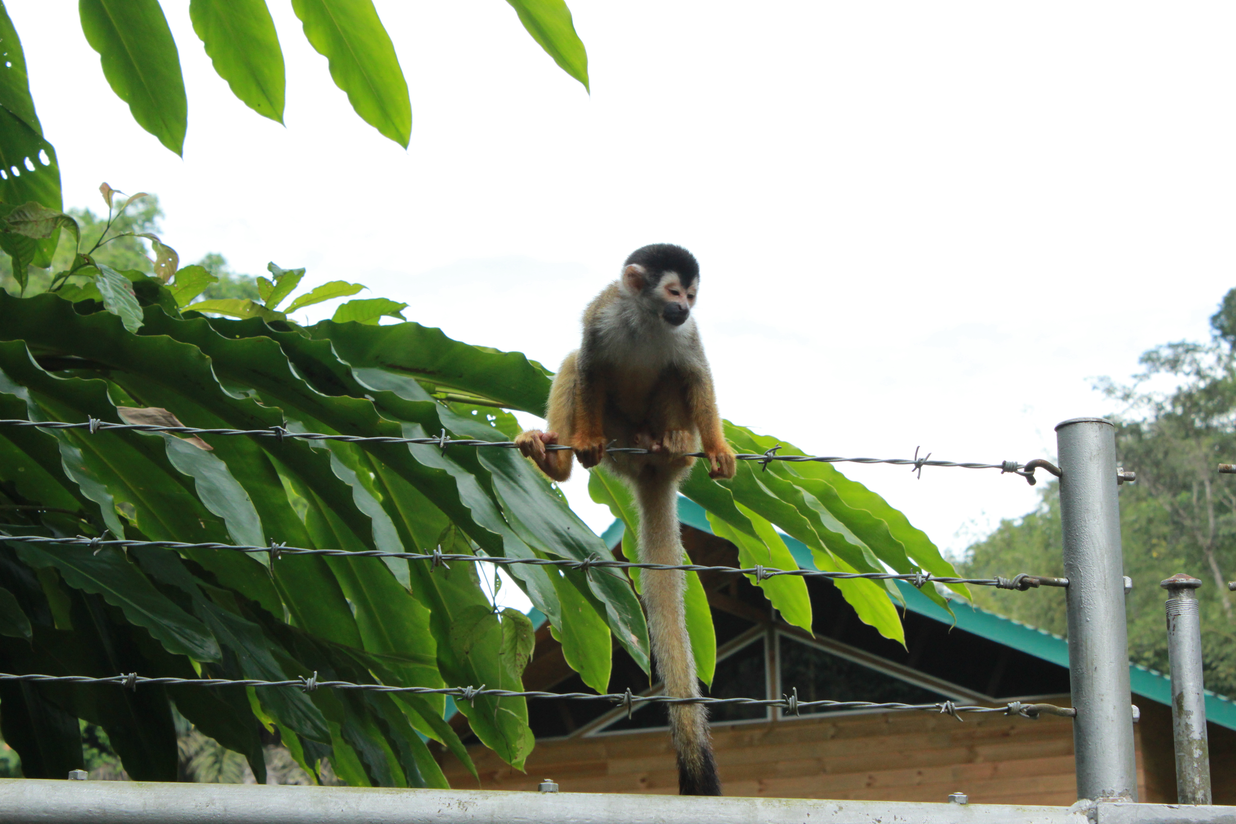 Windstar Cruises Star cruise ship shore tours monkey