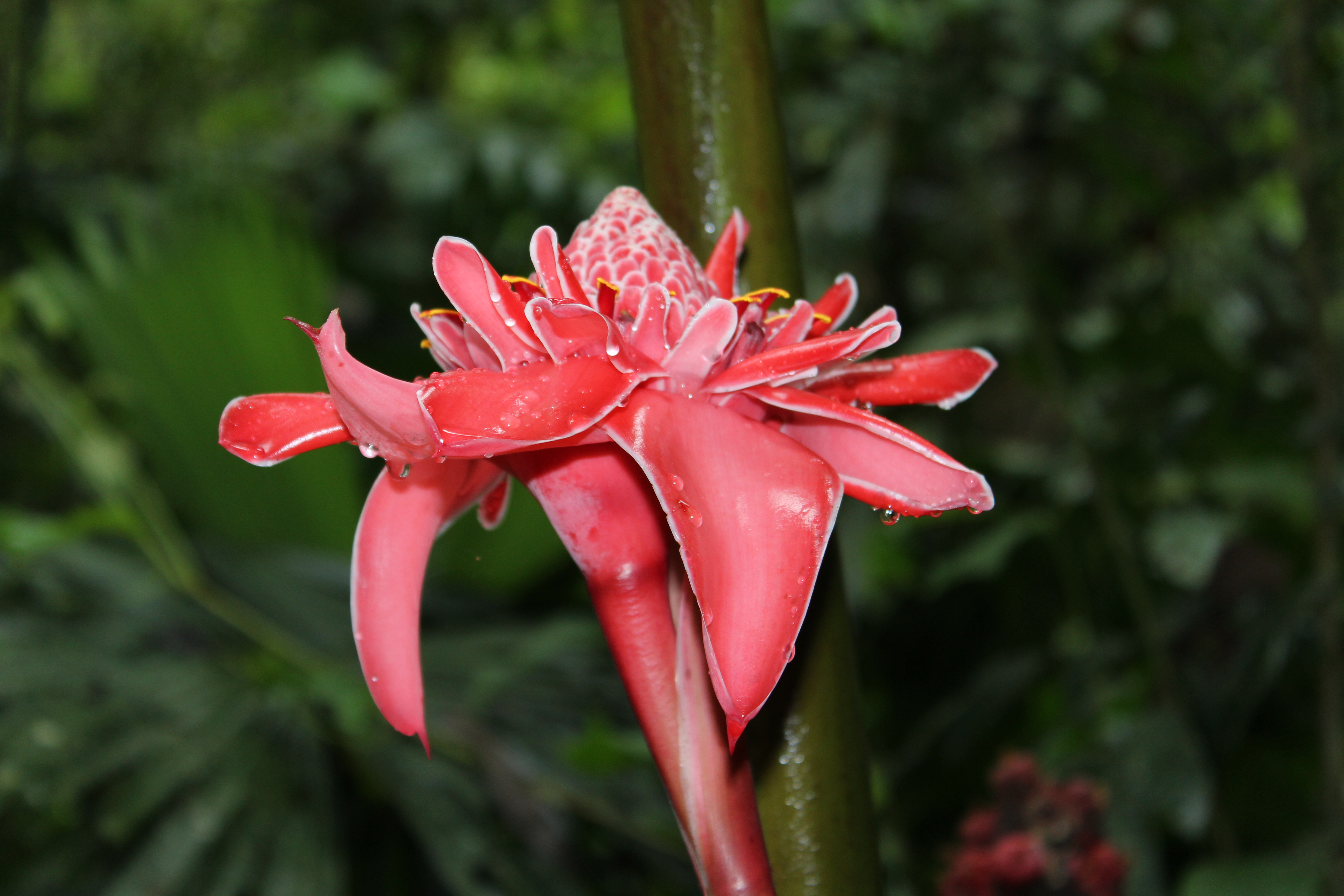 Windstar Cruises Star cruise ship shore excursion flower