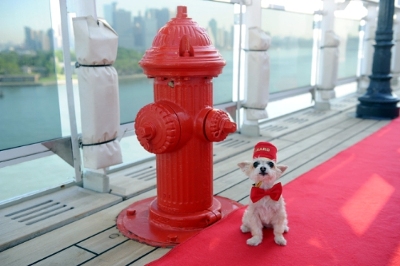 cunard cruises queen mary dog on deck2