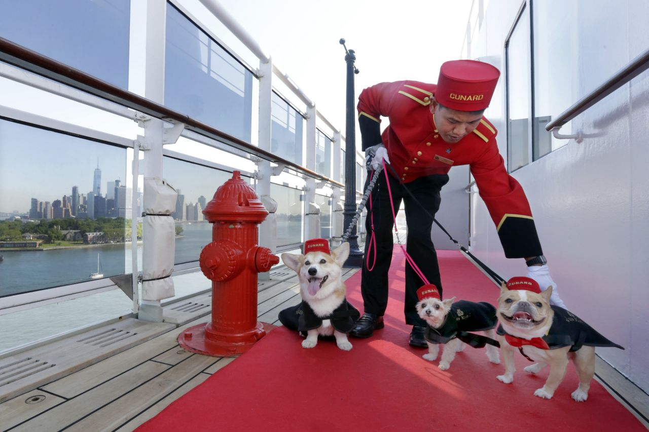 Happy National Dog Day! Book a Cunard cruise with your pet