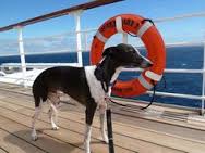 cunard dog cruises queen mary 2 greyhound
