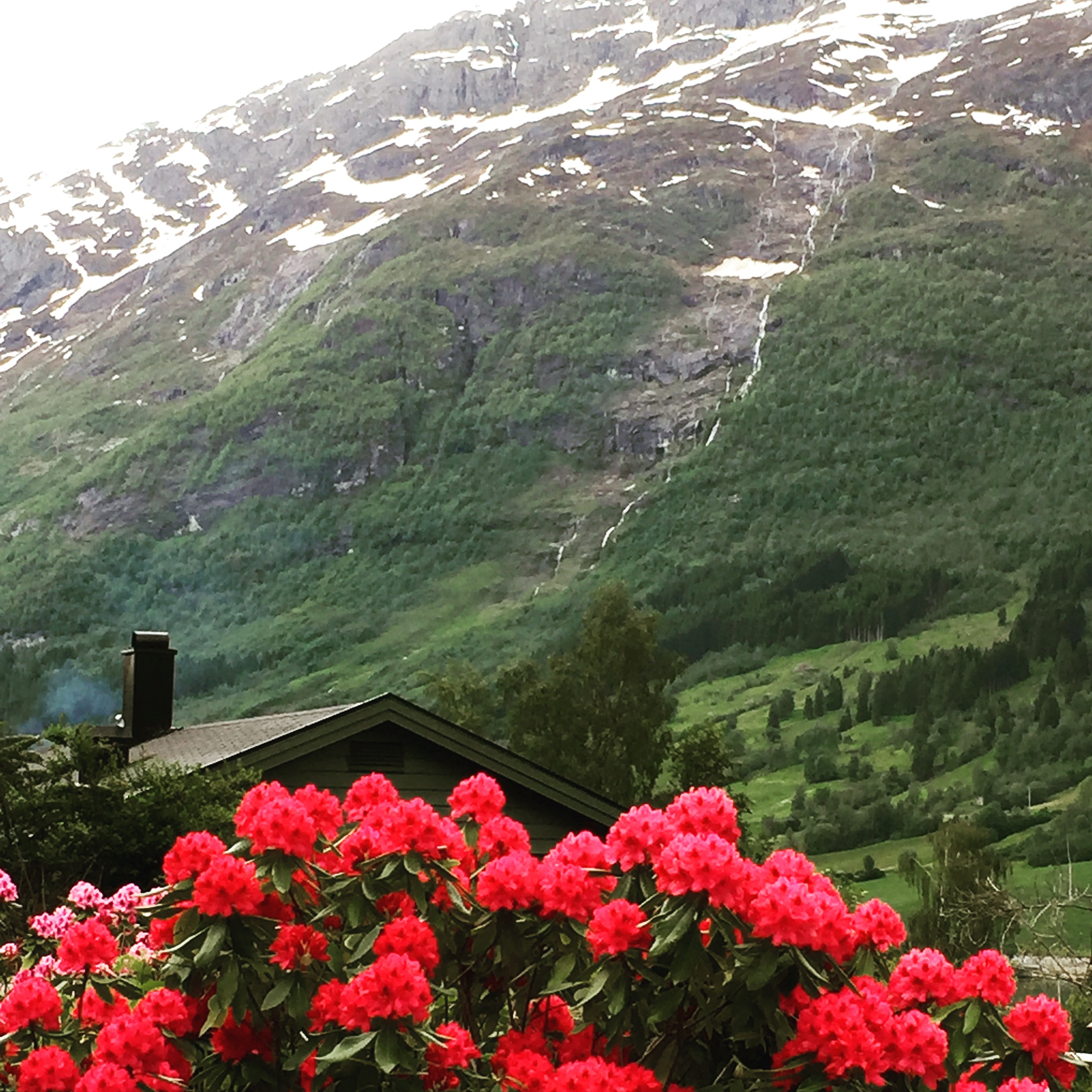 Norwegian cruises Jade cruise ship Norway flowers