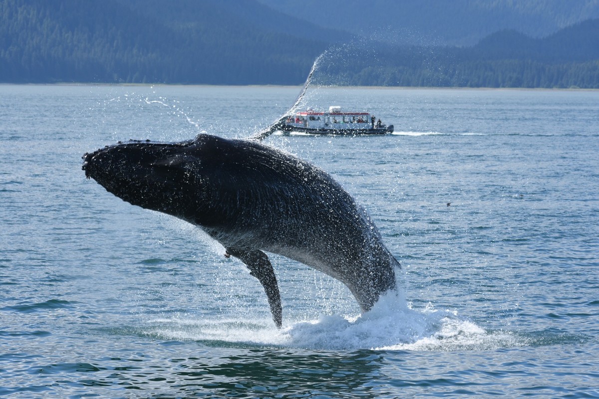 Whale jumping in Alaska cruise tour