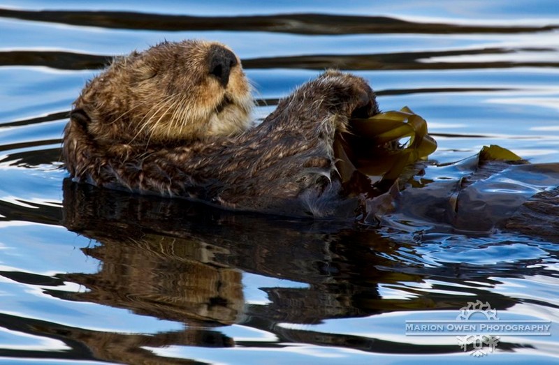 Alaska cruise sea otters