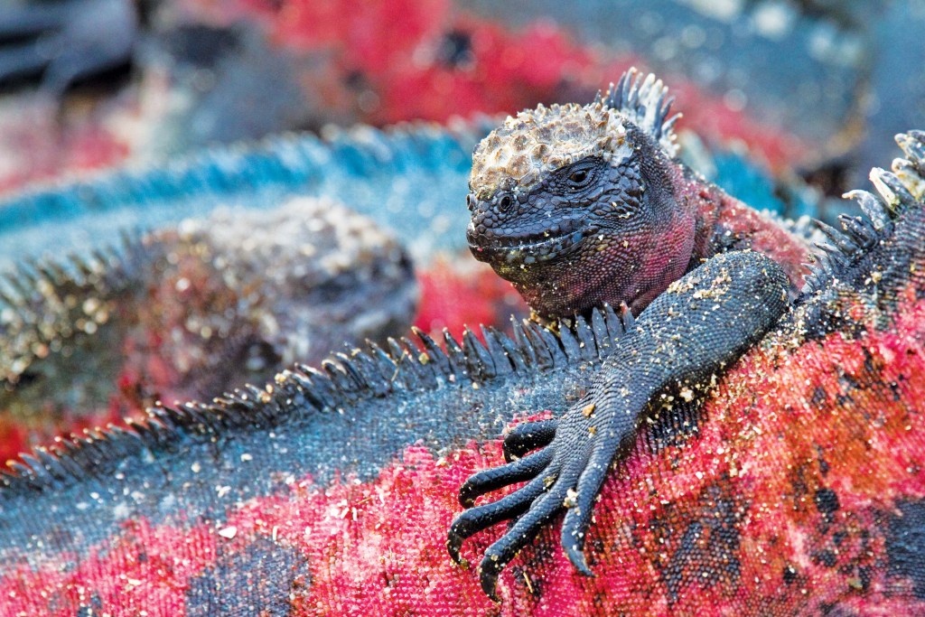 Espanola Island, Galapagos Lindblad Expeditions cruises