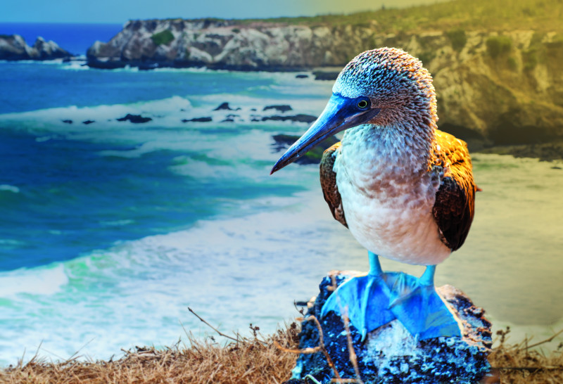 Celebrity Cruises Galapagos blue footed beauty