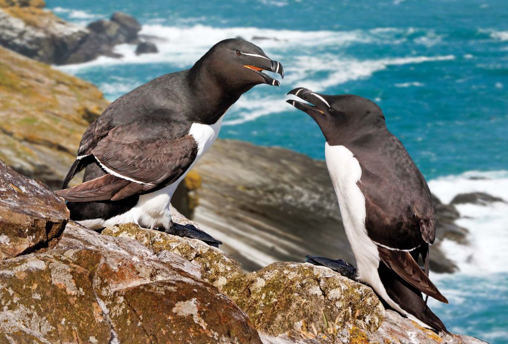 Two birds Lindblad Expeditions National Geographic cruise ship 
