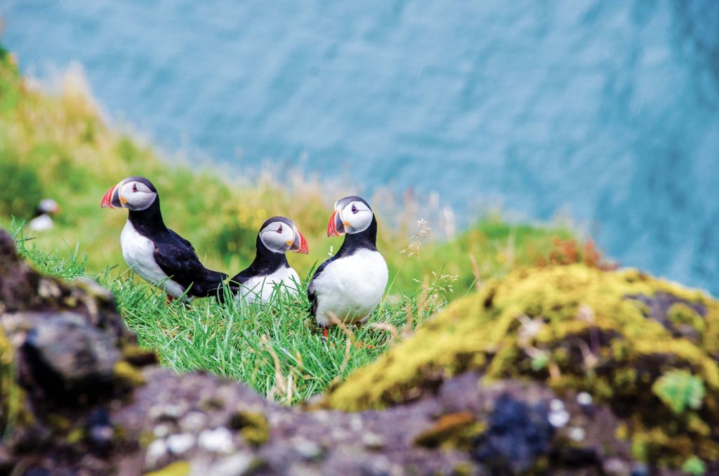 Three birds Lindblad Expeditions National Geographic cruise ship 