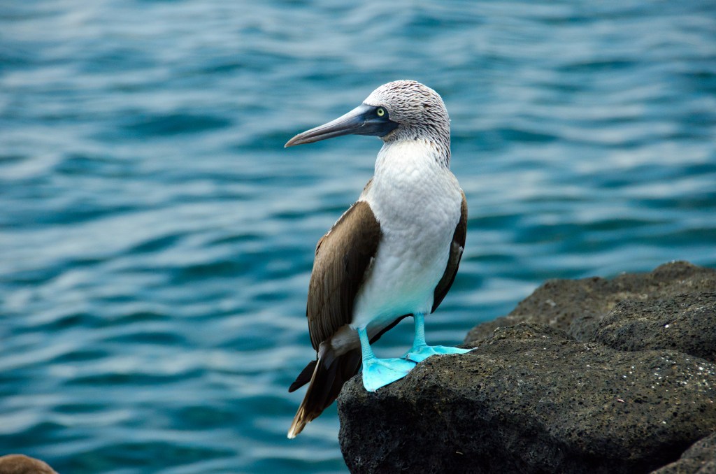 Blue-footed booby near water Hurtigruten cruises