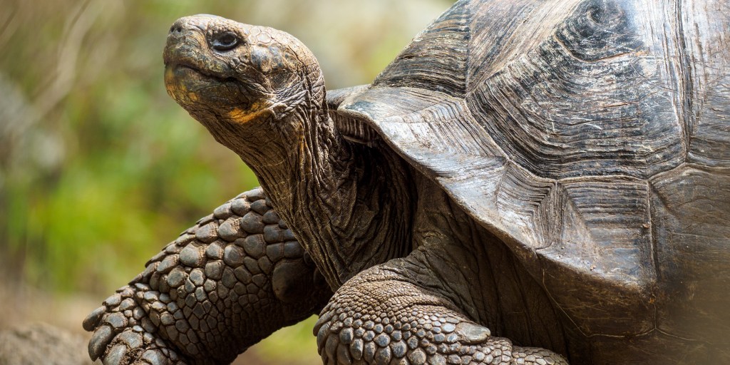 Hurtigruten Galapagos, tortoise