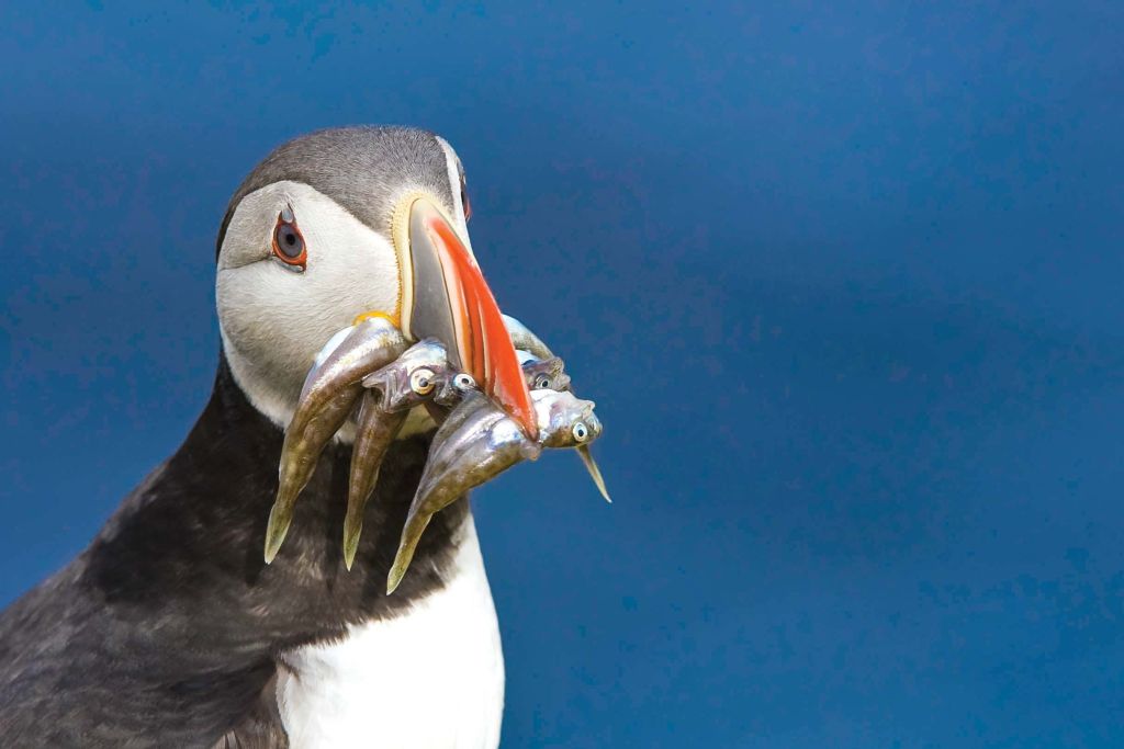 Lindblad Expeditions National Geographic cruise ship bird