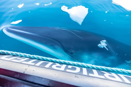Hurtigruten will help research and protect Antarctica whales and mammals