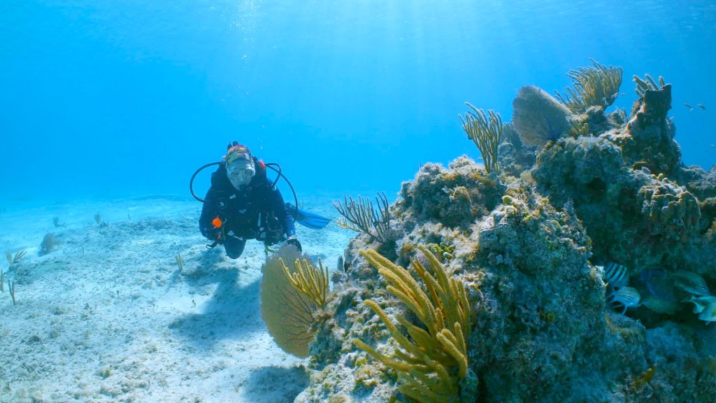 MSC Cruises Ocean Cay super coral research scuba diver