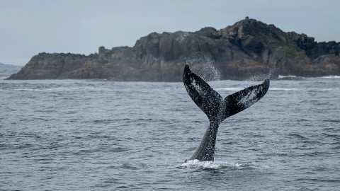 AK_Sitka whale 06_23