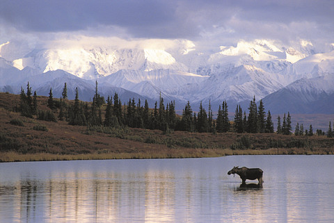 Alaska_Denali_Moose